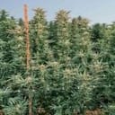 Cherry Punch F1 Feminized Seeds-SMAN-CHPU-FEM