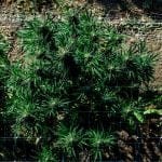 Cherry Punch F1 Feminized Seeds-SMAN-CHPU-FEM