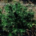 Cherry Punch F1 Feminised Seeds-SMAN-CHPU-FEM