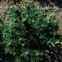 Cherry Punch F1 Feminized Seeds-SMAN-CHPU-FEM