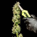 Purple Oreoz F1 Feminised Seeds-SMAN-PUOR-FEM