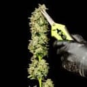 Purple Oreoz F1 Feminized Seeds-SMAN-PUOR-FEM