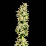 Purple Oreoz F1 Feminised Seeds-SMAN-PUOR-FEM