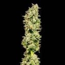 Purple Oreoz F1 Feminized Seeds-SMAN-PUOR-FEM