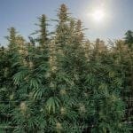 Tangerine Snow F1 Fast Feminised Seeds-SMAN-TASN-FAST-FEM