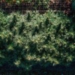 Tangerine Snow F1 Fast Feminised Seeds-SMAN-TASN-FAST-FEM