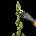 Tangerine Snow F1 Fast Feminized Seeds-SMAN-TASN-FAST-FEM