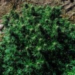 Blueberry Pie F1 Fast Feminised Seeds-SMAN-BLPI-FAST-FEM