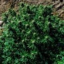 Blueberry Pie F1 Fast Feminized Seeds-SMAN-BLPI-FAST-FEM