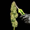 Blueberry Pie F1 Fast Feminized Seeds-SMAN-BLPI-FAST-FEM