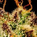Blueberry Pie F1 Fast Feminized Seeds-SMAN-BLPI-FAST-FEM