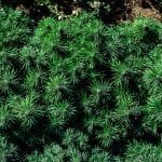 Gorilla Gas F1 Fast Feminised Seeds-SMAN-GOGA-FAST-FEM