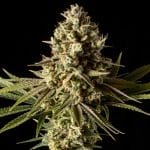 Gorilla Gas F1 Fast Feminised Seeds-SMAN-GOGA-FAST-FEM