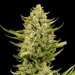 Gorilla Gas F1 Fast Feminised Seeds-SMAN-GOGA-FAST-FEM