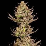 Purple Punch F1 Fast Feminized Seeds x 3 - Special Offer-SMAN-PUPU-FAST-FEM-3-PROMO