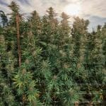 Seedsman Purple Punch F1 Fast Feminised strain