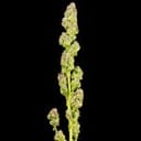 Seedsman Purple Punch F1 Fast Feminised strain