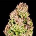 Purple Punch F1 Fast Feminized Seeds x 3 - Special Offer-SMAN-PUPU-FAST-FEM-3-PROMO