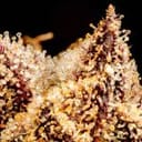 Seedsman Purple Punch F1 Fast Feminised strain