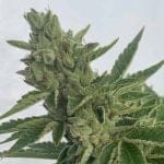 Pineapple OG Auto Feminized Seeds-SMAN-PINEOG-AUTO-FEM
