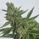 Pineapple OG Auto Feminized Seeds-SMAN-PINEOG-AUTO-FEM