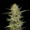 Sour Diesel Auto Feminized Seeds x 3 - Special Offer-SMAN-SODI-AUTO-FEM-3-PROMO