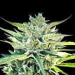 Seedsman Sour Diesel Auto strain