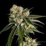 Ice Dream Cake Feminised Seeds-SMAN-ICDC-FEM