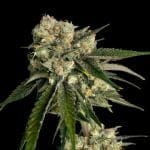 Ice Dream Cake Feminised Seeds-SMAN-ICDC-FEM