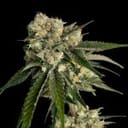 Ice Dream Cake Feminisiert Saatgut-SMAN-ICDC-FEM
