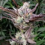 Ice Dream Cake Feminised Seeds-SMAN-ICDC-FEM