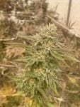 Pineapple OG Feminized Seeds-SMAN-PINEOG-FEM