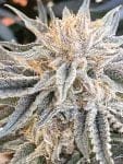 Seedsman Alaskan Do-Si-Dos strain