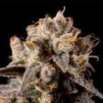 Banana Biscotti F1 феминизирани семена-SMAN-BABI-FEM