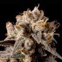 Banana Biscotti F1 Feminized Seeds-SMAN-BABI-FEM