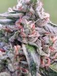 Banana Biscotti F1 феминизирани семена-SMAN-BABI-FEM