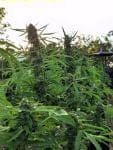 Banana Biscotti F1 Feminized Seeds-SMAN-BABI-FEM