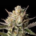 OG Kush Feminised Seeds-SMAN-OGKU-FEM