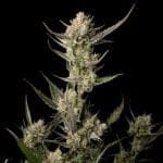 OG Kush феминизирани семена-SMAN-OGKU-FEM