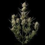 OG Kush феминизирани семена-SMAN-OGKU-FEM
