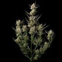 OG Kush Feminised Seeds-SMAN-OGKU-FEM