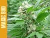 magic-bud