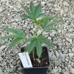 Seedsman GMO Cookies Clone