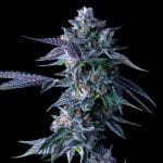 Chocolope Feminised Seeds-DNA-CHOCO-FEM