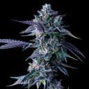 Chocolope Feminisiert Saatgut-DNA-CHOCO-FEM