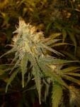 Chocolope Feminisiert Saatgut-DNA-CHOCO-FEM