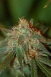 Chocolope Feminised Seeds-DNA-CHOCO-FEM