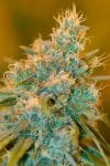 Chocolope Feminised Seeds-DNA-CHOCO-FEM
