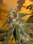 Chocolope Feminised Seeds-DNA-CHOCO-FEM