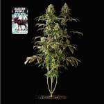 Alaskan Purple Femminizzati Semi-SMAN-ALPURP-FEM